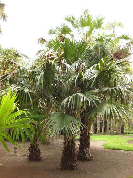 File:IMG 4037 hunt0904.jpg