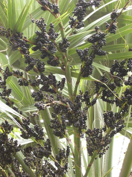 File:IMG 4040 hunt0904.jpg