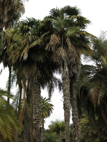 File:IMG 4043 hunt0904.jpg