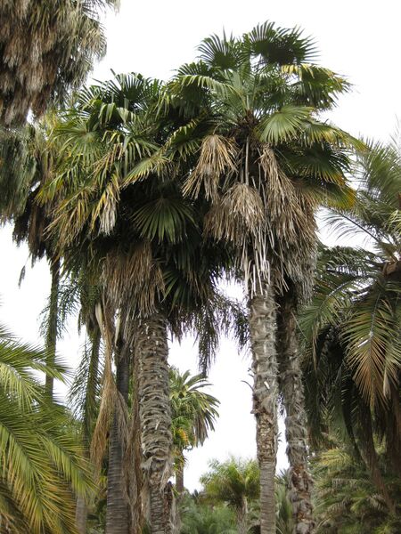 File:IMG 4044 hunt0904.jpg