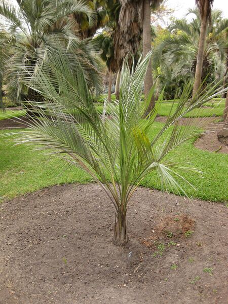 File:IMG 4051 hunt0904.jpg