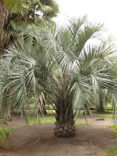 File:IMG 4053 hunt0904.jpg