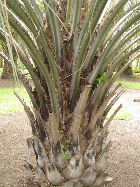 File:IMG 4054 hunt0904.jpg