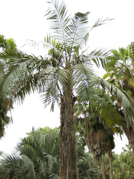 File:IMG 4056 hunt0904.jpg