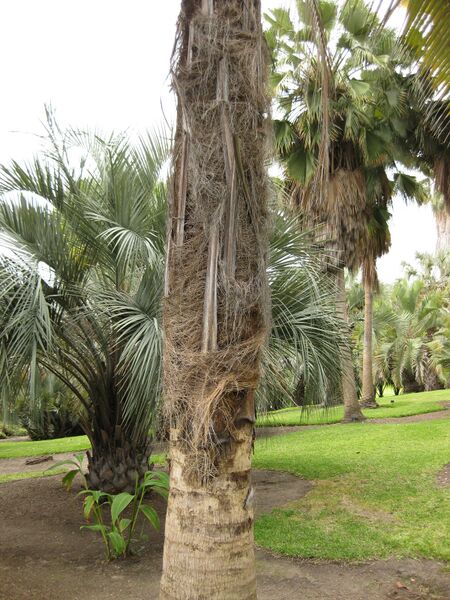 File:IMG 4057 hunt0904.jpg