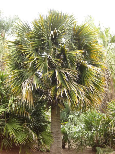 File:IMG 4059 hunt0904.jpg