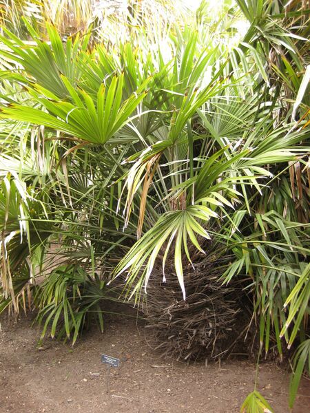 File:IMG 4061 hunt0904.jpg