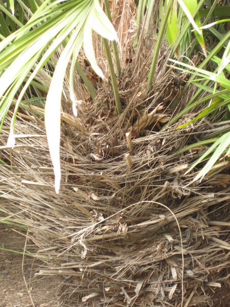 File:IMG 4062 hunt0904.jpg