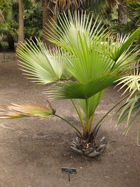 File:IMG 4064 hunt0904.jpg