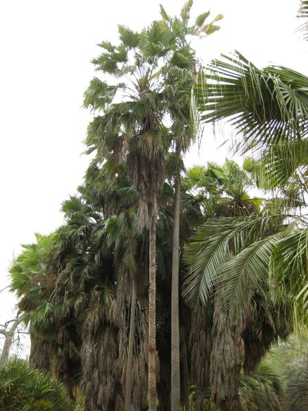 File:IMG 4066 hunt0904.jpg