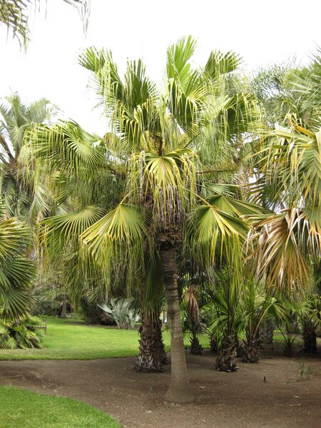 File:IMG 4068 hunt0904.jpg