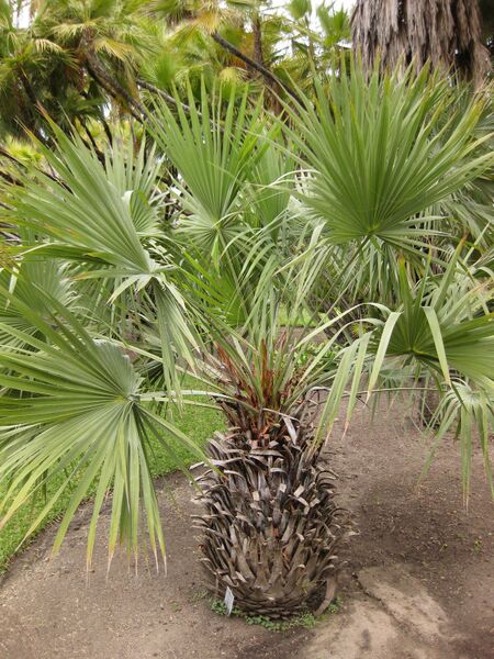 File:IMG 4070 hunt0904.jpg