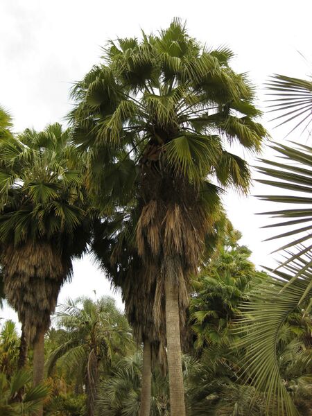 File:IMG 4074 hunt0904.jpg