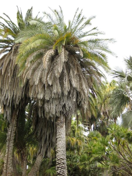 File:IMG 4076 hunt0904.jpg