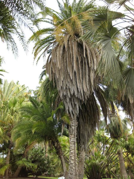 File:IMG 4079 hunt0904.jpg