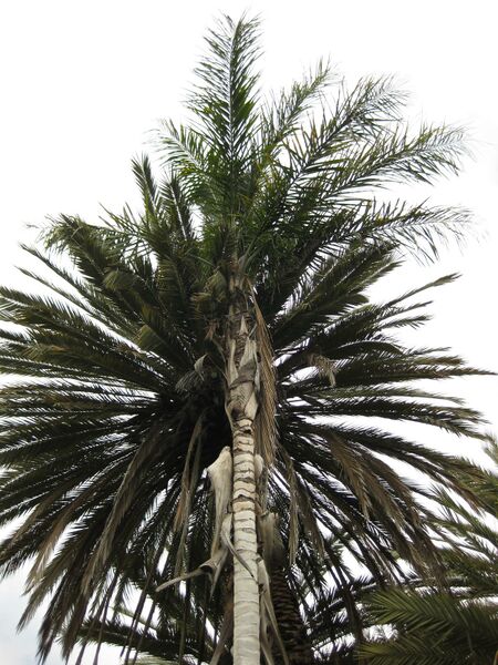 File:IMG 4081 hunt0904.jpg