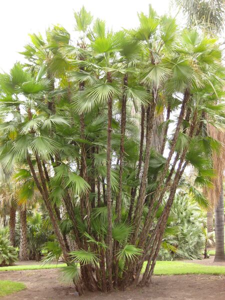 File:IMG 4083 hunt0904.jpg