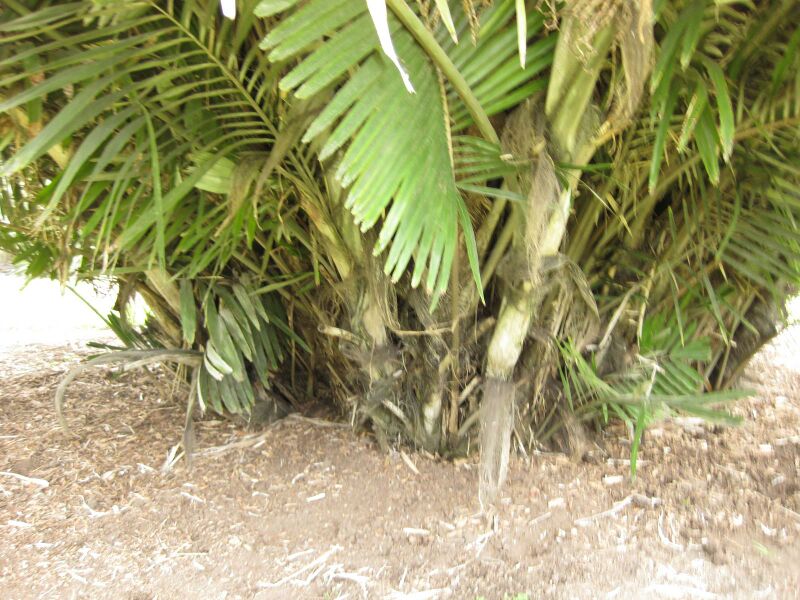 File:IMG 4086 hunt0904.jpg