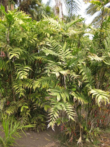 File:IMG 4088 hunt0904.jpg