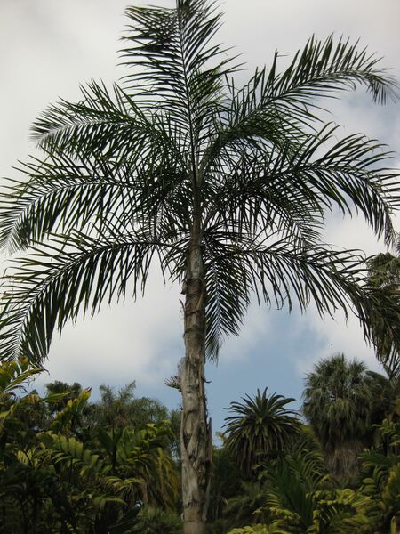 File:IMG 4091 hunt0904.jpg