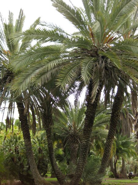 File:IMG 4093 hunt0904.jpg