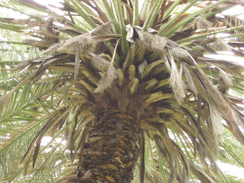 File:IMG 4094 hunt0904.jpg