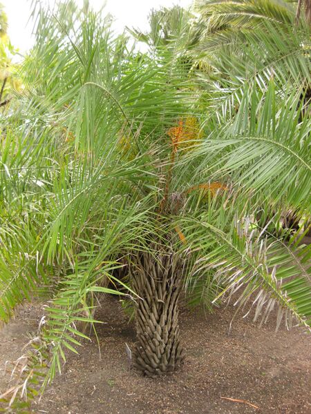 File:IMG 4096 hunt0904.jpg