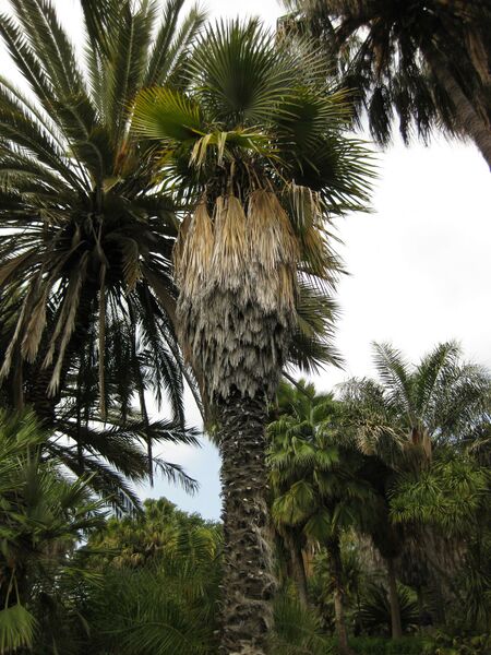 File:IMG 4098 hunt0904.jpg