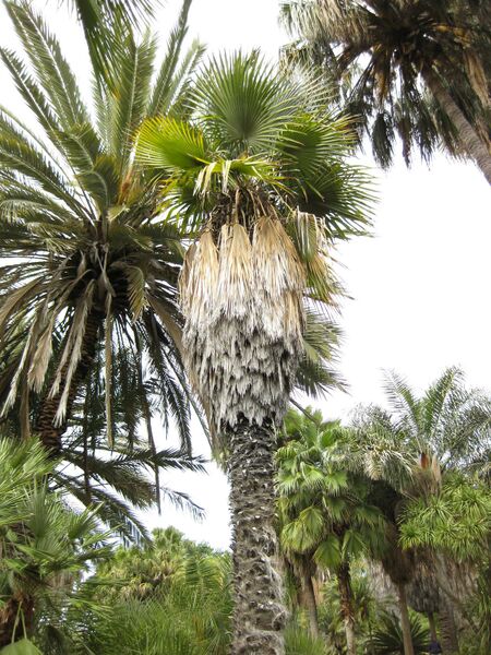 File:IMG 4099 hunt0904.jpg