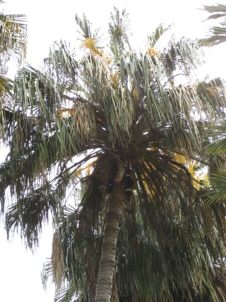 File:IMG 4102 hunt0904.jpg