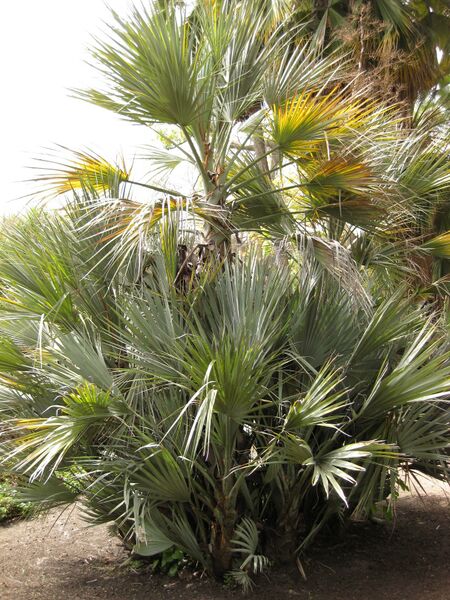 File:IMG 4104 hunt0904.jpg