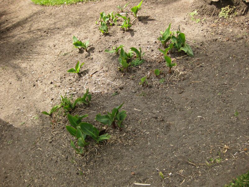 File:IMG 4105 hunt0904.jpg