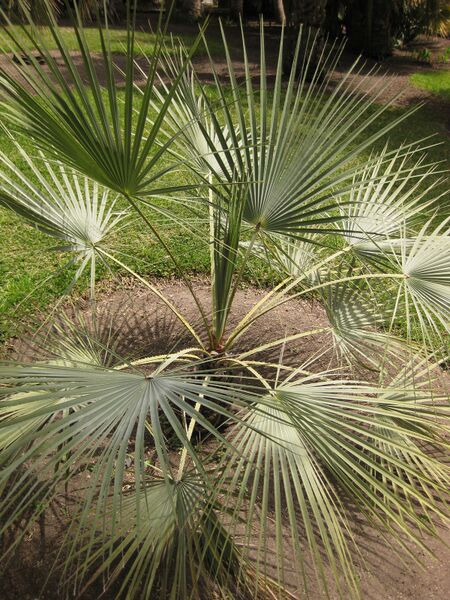 File:IMG 4106 hunt0904.jpg