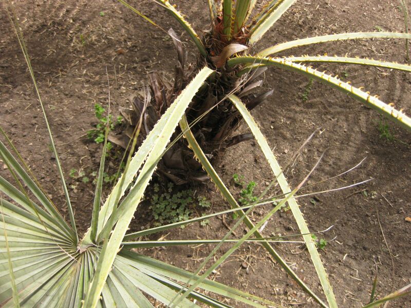 File:IMG 4107 hunt0904.jpg