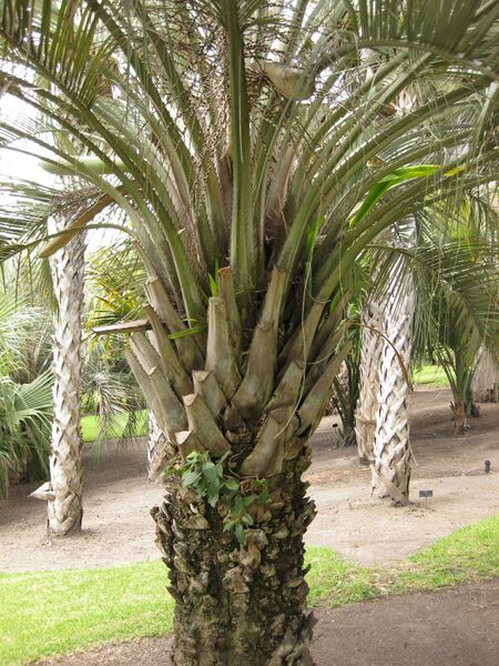 File:IMG 4110 hunt0904.jpg