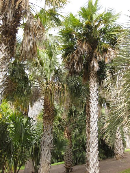 File:IMG 4112 hunt0904.jpg