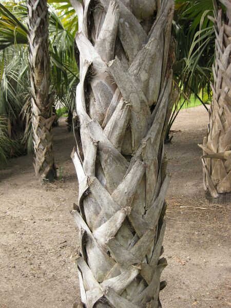 File:IMG 4113 hunt0904.jpg