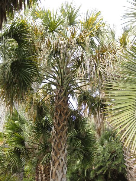 File:IMG 4115 hunt0904.jpg