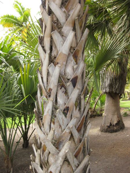 File:IMG 4116 hunt0904.jpg