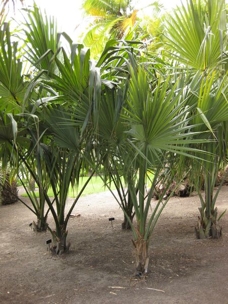 File:IMG 4118 hunt0904.jpg