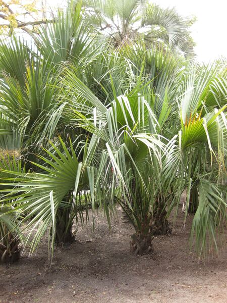 File:IMG 4120 hunt0904.jpg