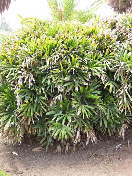 File:IMG 4122 hunt0904.jpg