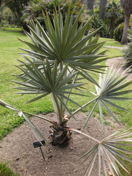 File:IMG 4124 hunt0904.jpg