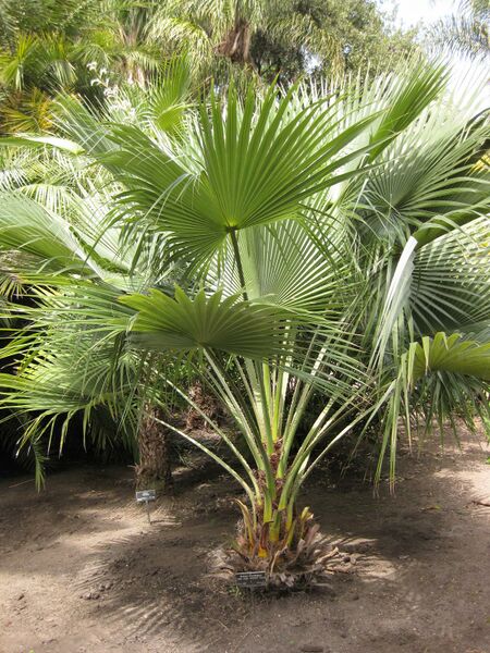 File:IMG 4126 hunt0904.jpg