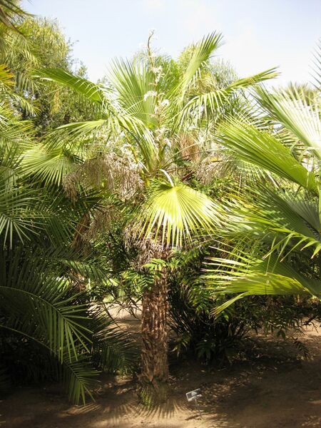 File:IMG 4128 hunt0904.jpg