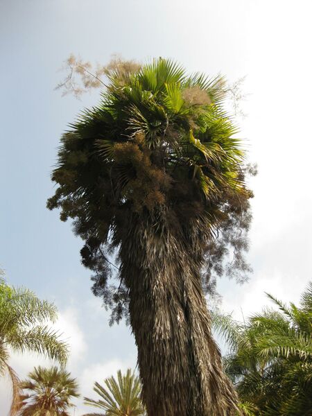 File:IMG 4132 hunt0904.jpg