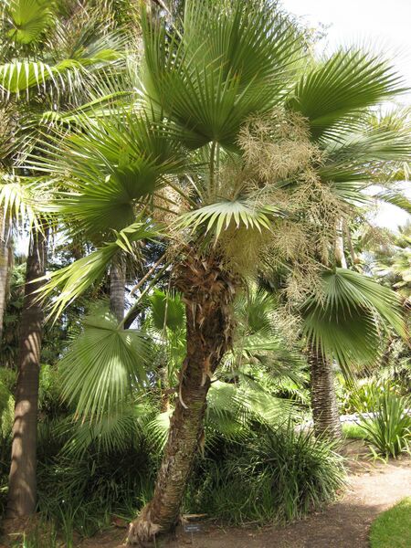 File:IMG 4134 hunt0904.jpg