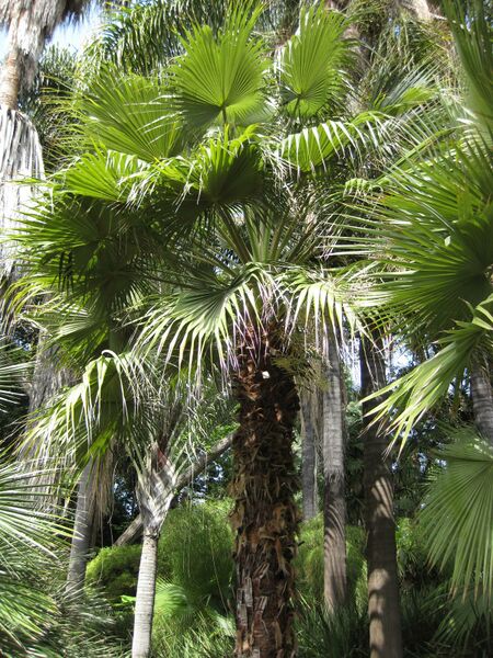 File:IMG 4136 hunt0904.jpg