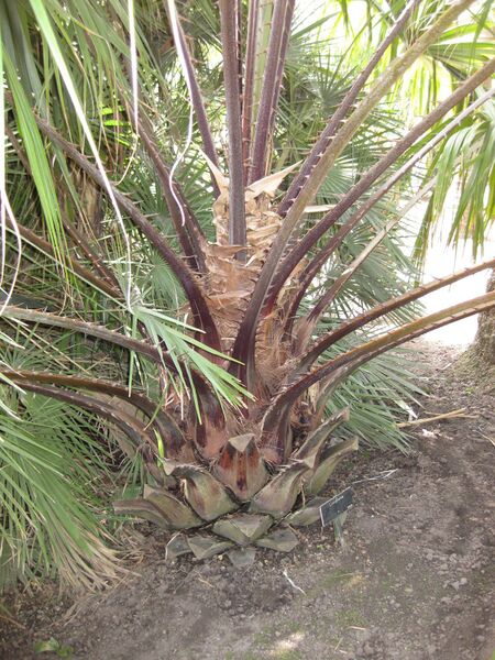 File:IMG 4139 hunt0904.jpg