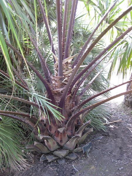 File:IMG 4140 hunt0904.jpg